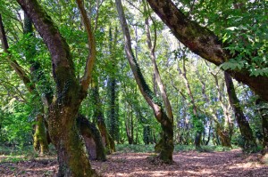 THREE CHANIA FOREST 800