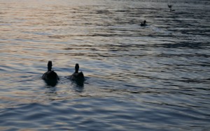 DUCKS IN WATER